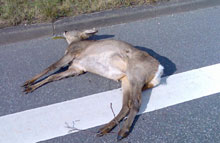 89 dræbte hjorte i uge 14, 16 flere end i samme uge i 2007