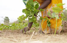 Jatropha-planten kan sikre bønderne i Tamil Nadu en sikker indkomst.